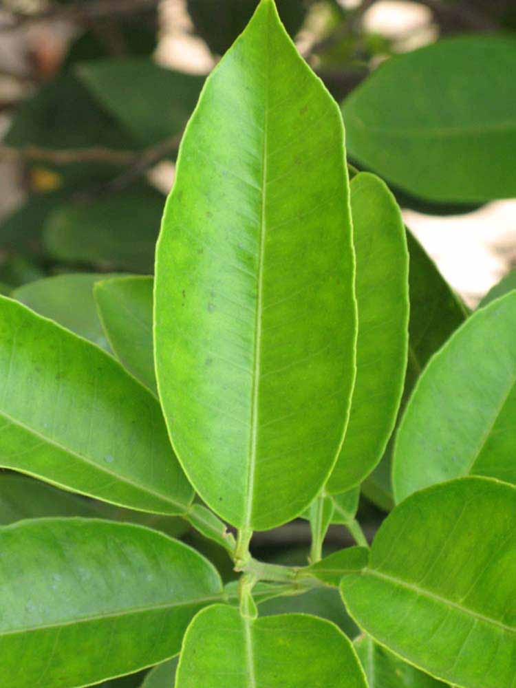              Unifoliolate leaf (Riverside, CA)       